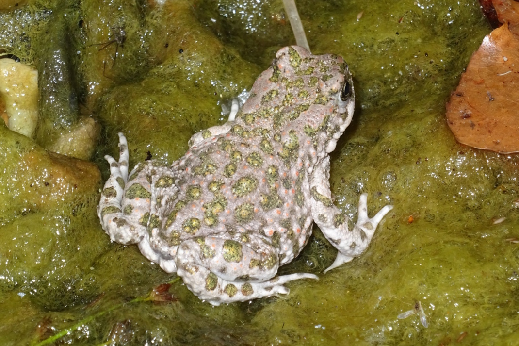 Wechselkröte, Nahaufnahme.