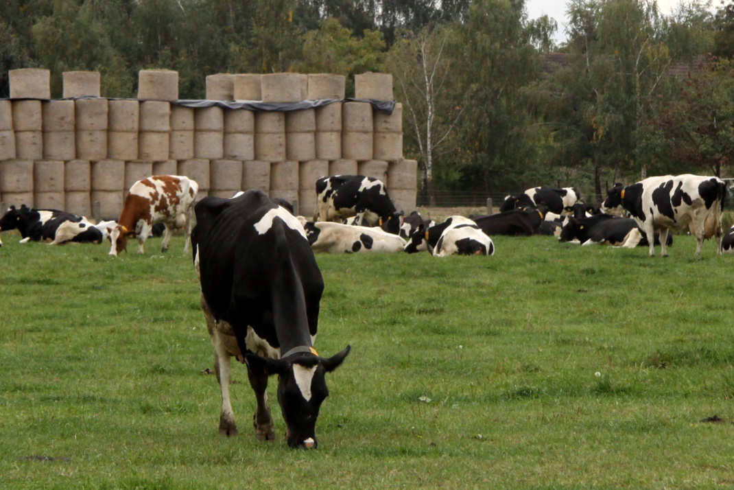 Kühe auf der Weide.