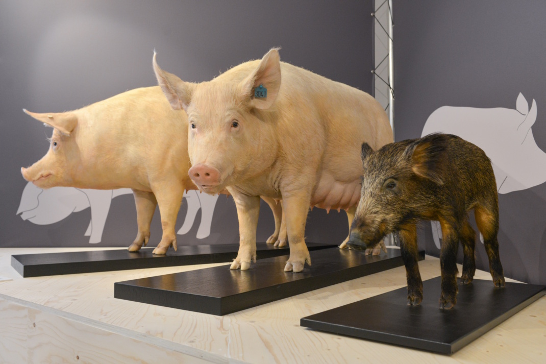 Die beiden Schweine links sind das Deutsche veredelte Landschwein und das Deutsche Edelschwein. Rechts ist ein Tier zu sehen, das einem ursprünglichen Hausschwein sehr ähnelt. Foto: Uni Halle/Markus Scholz