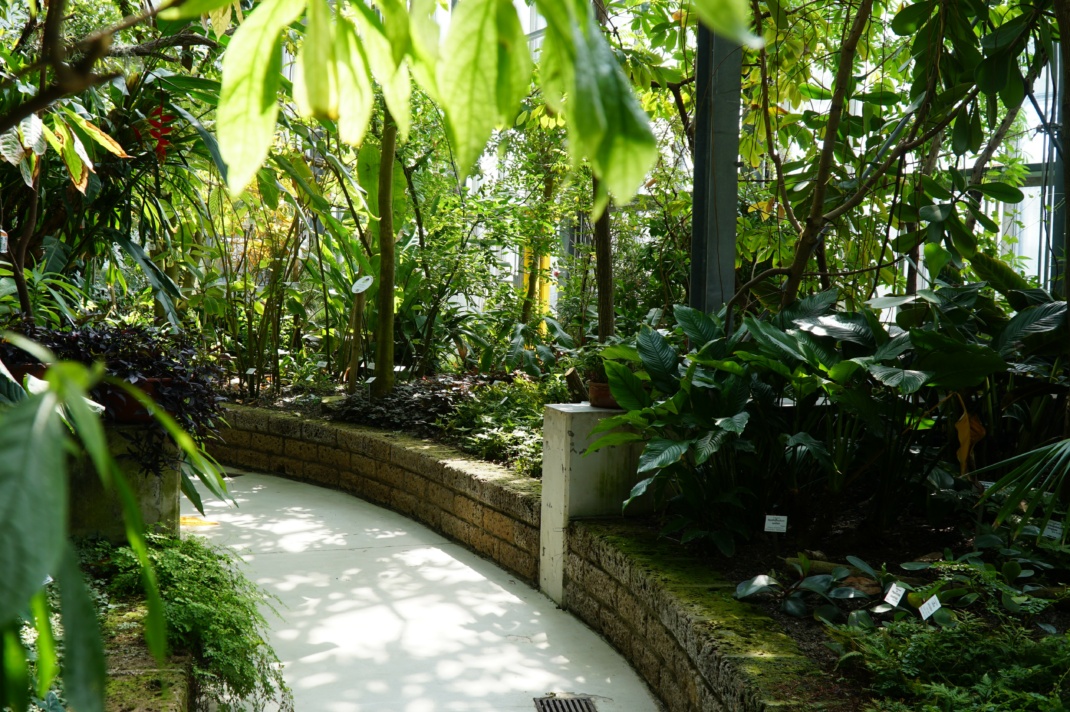 Gewächshaus Tropenhaus im Botanischen Garten der Universität Leipzig. Quelle: Botanischer Garten der Universität Leipzig
