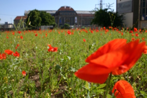 Wiese mit Mohnblumen.