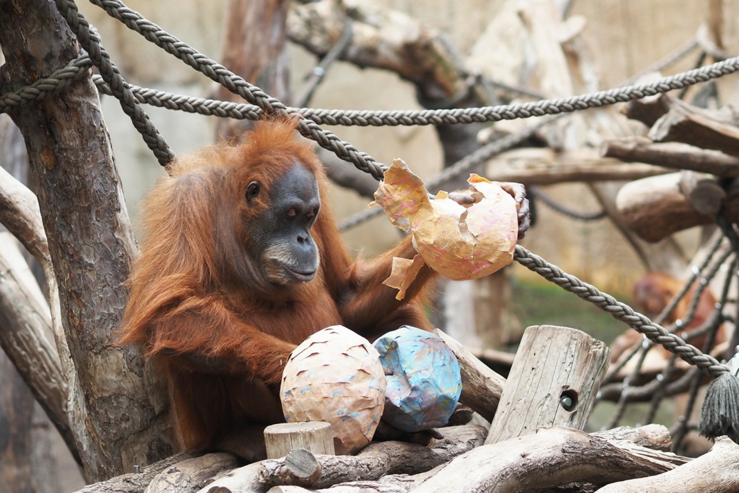 Oster-Pinatas für die Orang-Utans. Weibchen Dokana packt die Pinatas aus. Foto: Zoo Leipzig