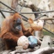 Oster-Pinatas für die Orang-Utans. Weibchen Dokana packt die Pinatas aus. Foto: Zoo Leipzig