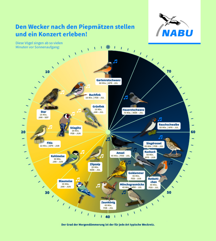 Ein Lied auf die Sonne. Diese Vögel stehen zeitig auf. Grafik: www.NABU.de/vogeluhr