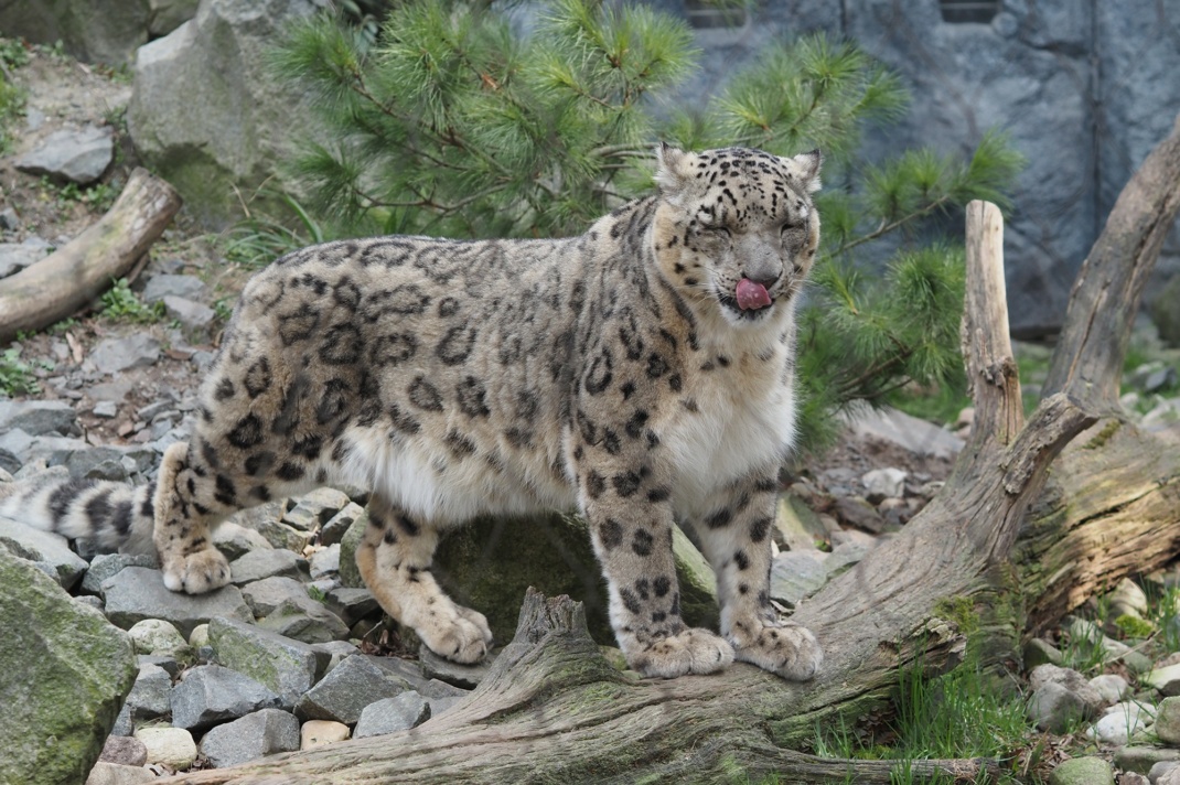 Schneeleopard in der Hochgebirgslandschaft Himalaya © Zoo Leipzig