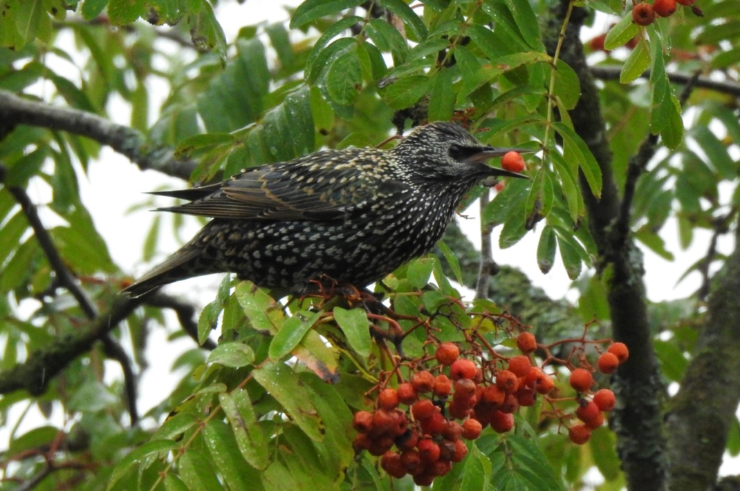 Heimische Bäume bieten heimischen Tieren Nahrung. Beispielsweise nutzen viele Vogelarten die Früchte der Eberesche. Foto: Beatrice Jeschke