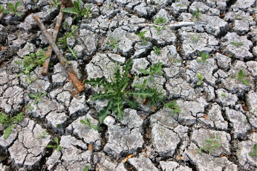 Ein ausgetrockneter Teich in Leipzig (Archivbild). Foto: Sabine Eicker