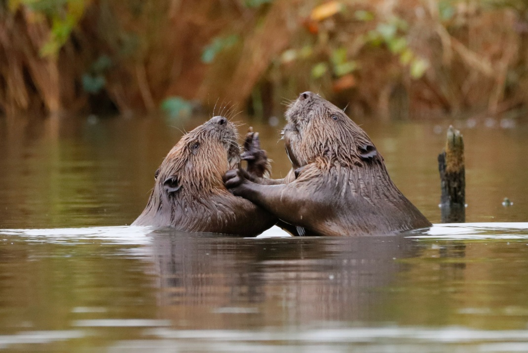 Biber beim Streiten, Kampf in einem Gewässer.