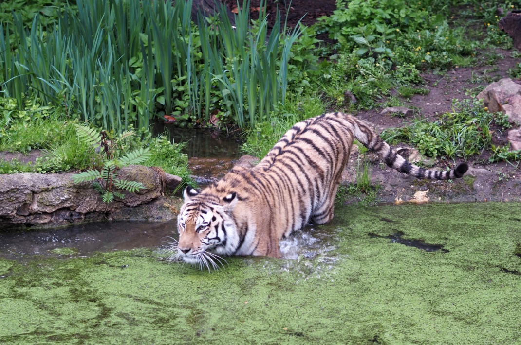 Abtauchen ins Abenteuer - mehr über die Amurtiger erfahren @ Zoo Leipzig