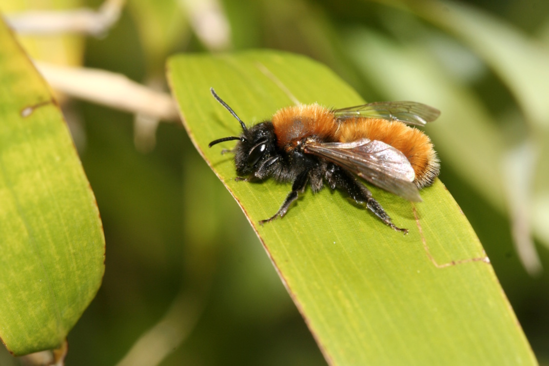Rund 300 Wildbienenarten sind in Leipzig nachgewiesen. Darunter ist auch die Rotpelzige Sandbiene. Foto: NABU/Helge May