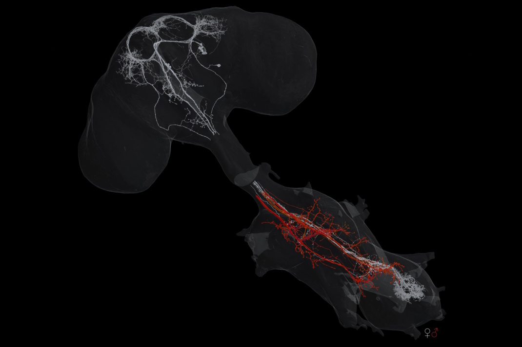 Zu sehen sind Neurone, die sich zwischen den Geschlechtern unterscheiden. Die weißen gibt es nur im Weibchen und die roten nur im Männchen. Hierbei wurden die Bilddaten des weiblichen und männlichen Nervenstrangs übereinandergelegt. Foto: Tomke Stürner/Uni Cambridge und LMB Cambridge