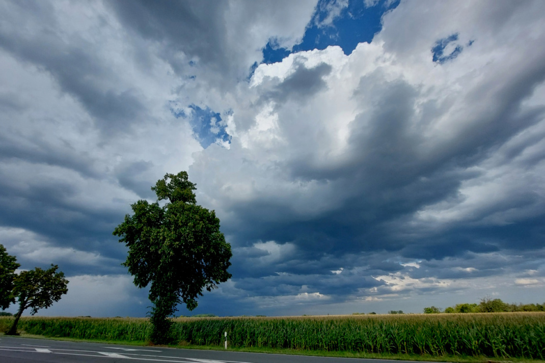Gewitterwolken über Feld, Baum links im Bild.