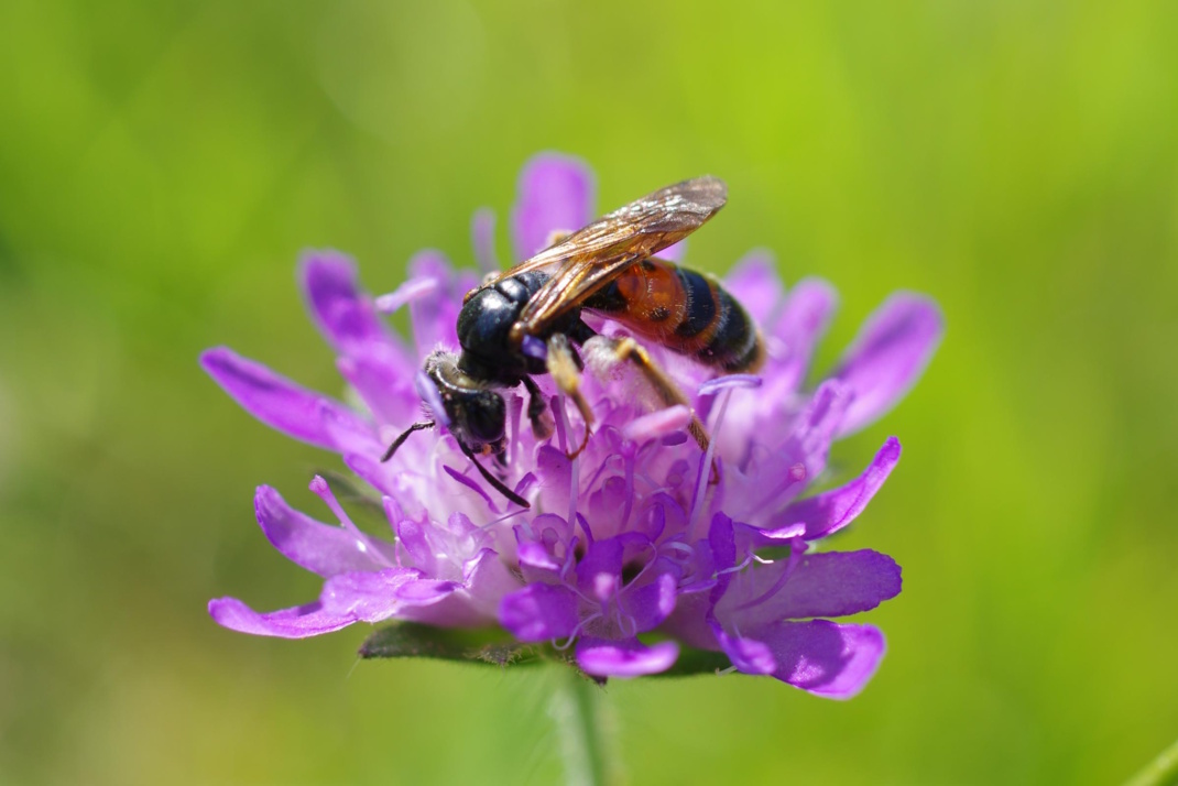 Biene auf lila Blüte, Nahaufnahme.