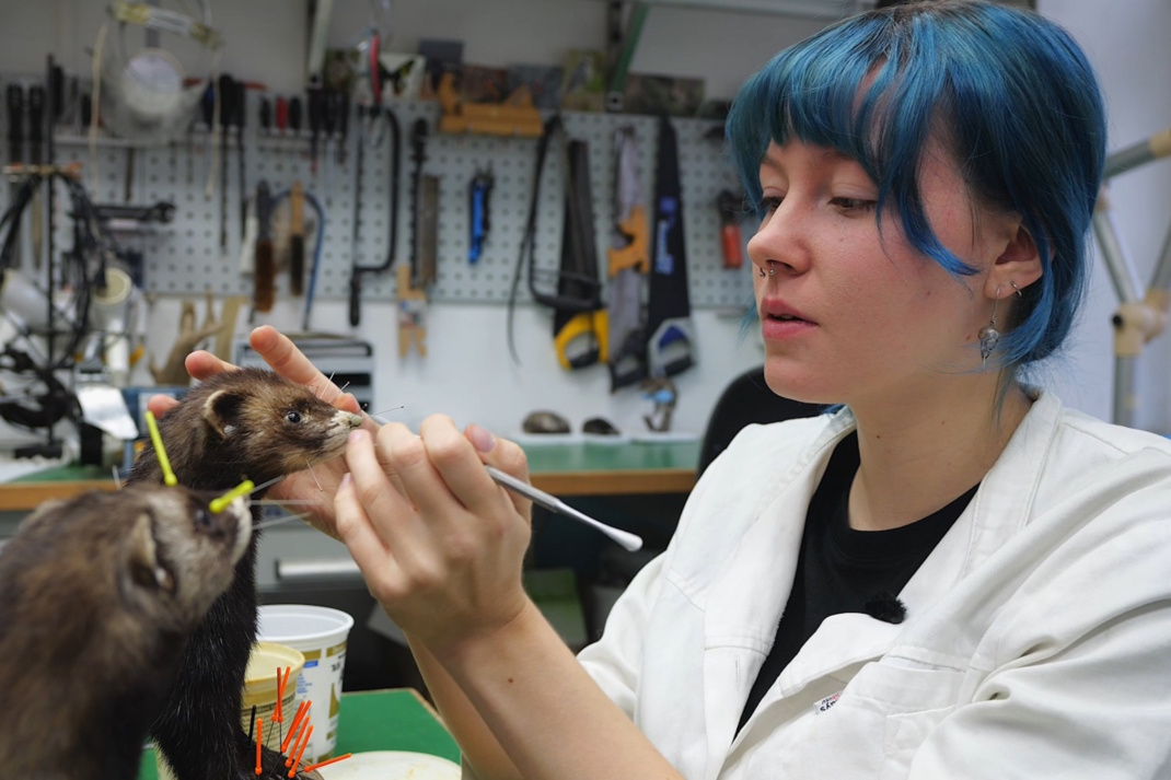 Präparation eines Iltis mit Präparatorin Louisa Bosse.