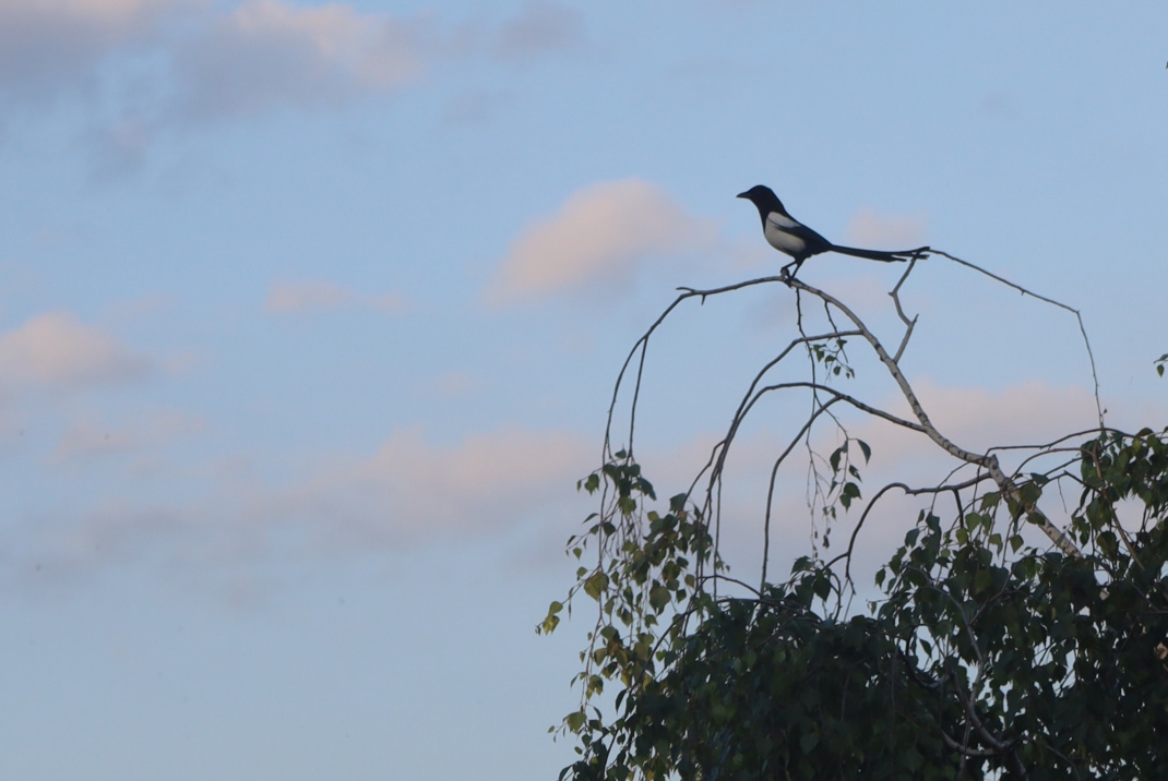 Elster, die auf einem Ast vor dämmerndem Himmel sitzt.