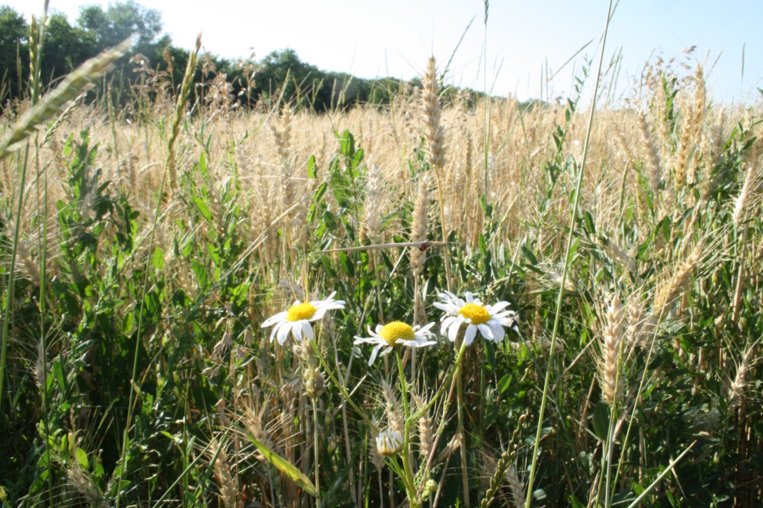 Blume auf Feld, Nahaufnahme.