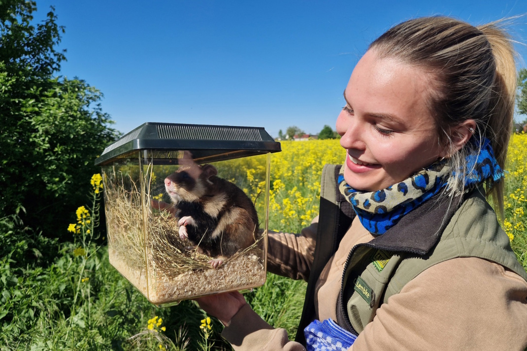 Bereit für den Acker - Tierpflegerin Celina Lembke bringt den Feldhamster aus dem Zoo Leipzig aufs Feld. Foto: Zoo Leipzig