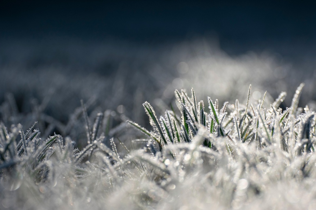 Frost auf Gras
