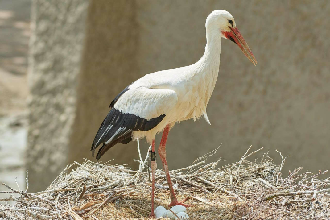 Storch mit Gelege. Foto: Roy Buri Pixabay