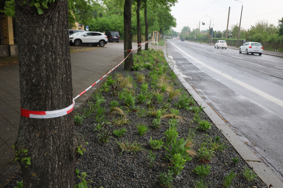 Pflanzfläche an der Riesaer Straße.
