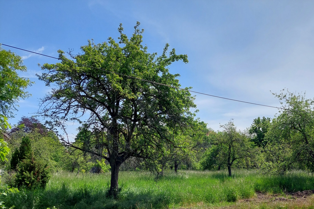 Eine der wertvollen Streuobstwiesen in Leipzig, Bäume und blauer Himmel.