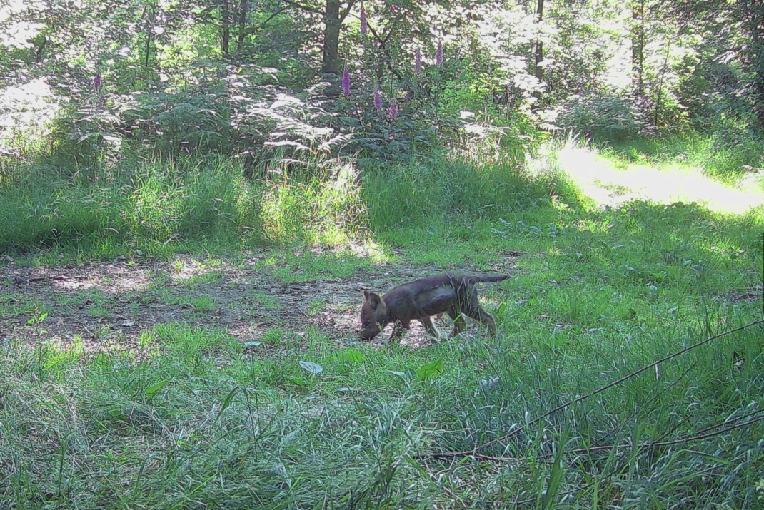 Der in Obhut genommene kleine Welpe nach seiner Freilassung © Lupus / Wildkamera