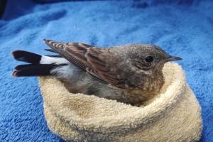 Ein seltener Steinschmätz ist der Vogel Nummer 10.000, der von der Wildvogelhilfe des NABU Leipzig gerettet wurde. Er hatte nach dem Zusammenstoß mit einem Fahrzeug ein Schädel-Hirn-Trauma. Foto: NABU Leipzig