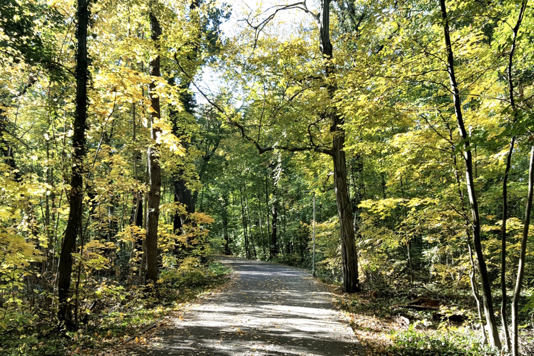 Waldweg im Sonnenlicht.