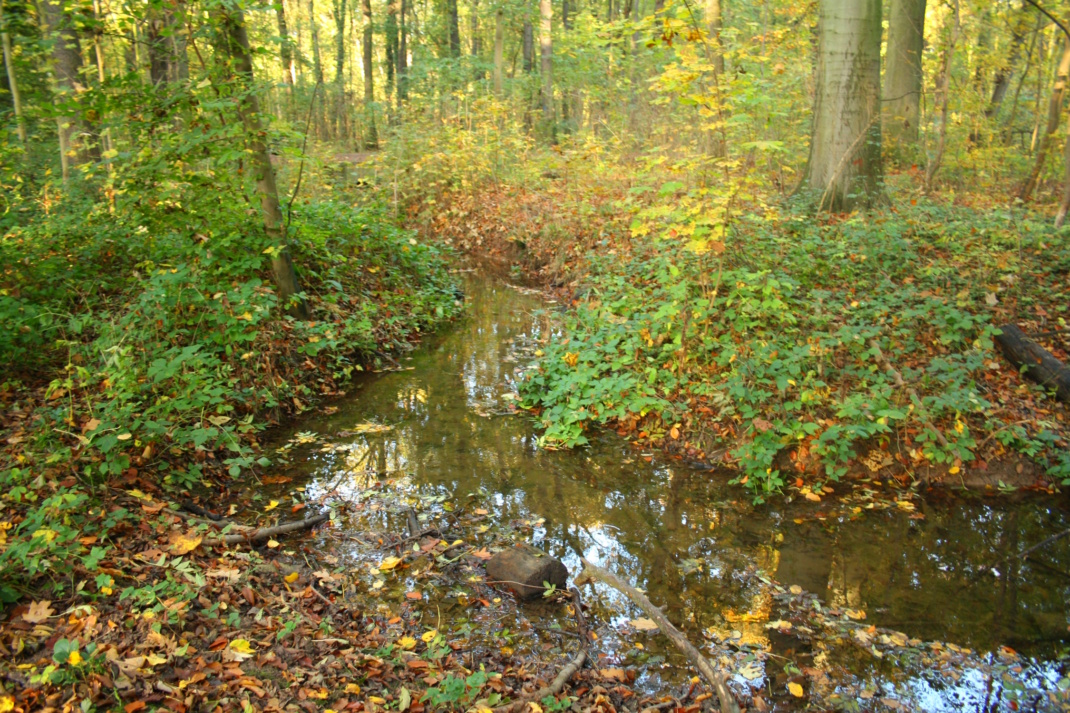Der Burgauenbach in der Leipziger Burgaue. Foto: Ralf Julke