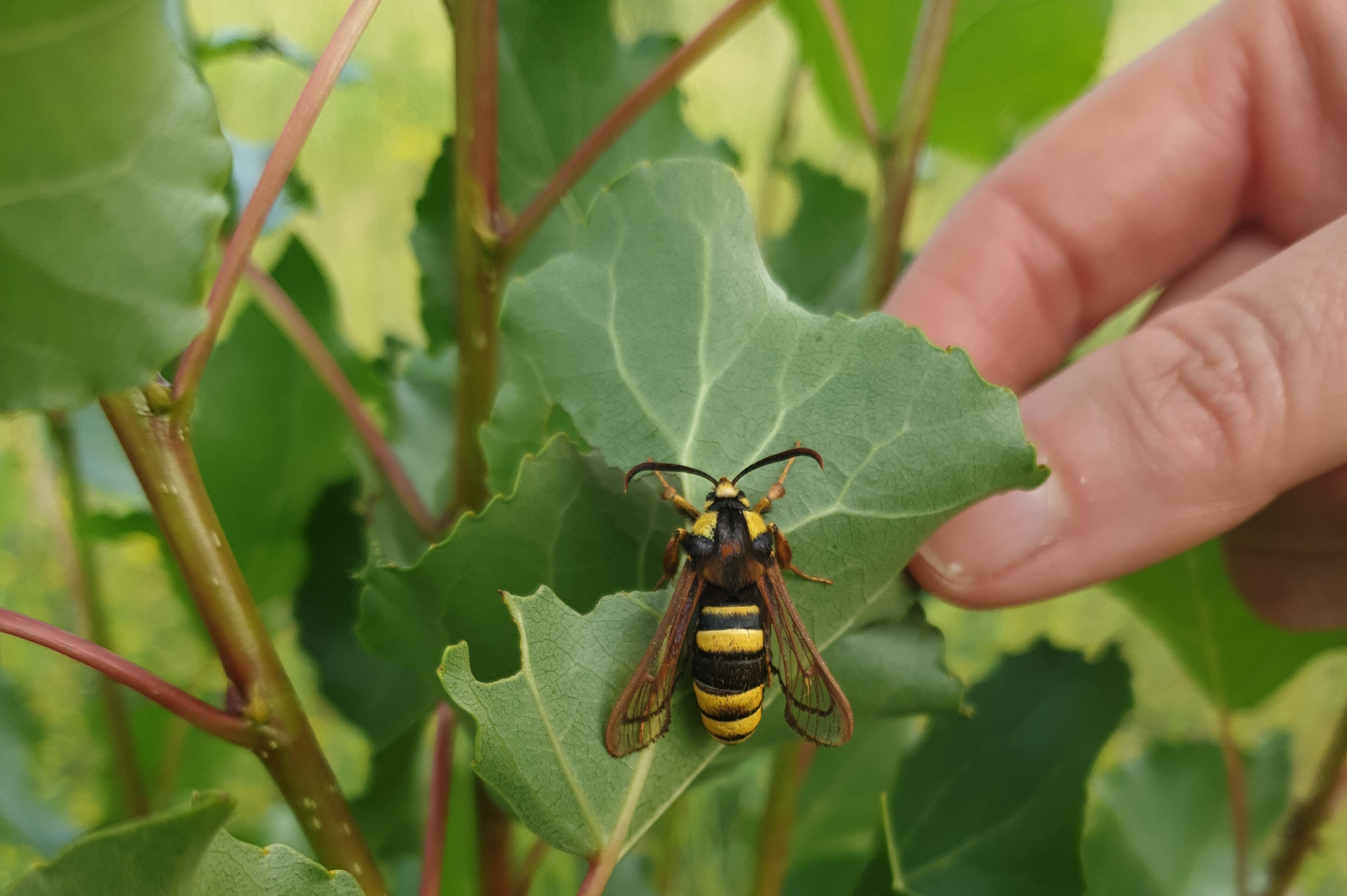 Neu dokumentiert: Hornissen-Glasflügler im NSG Werbeliner See. Foto: LRA/Jäger