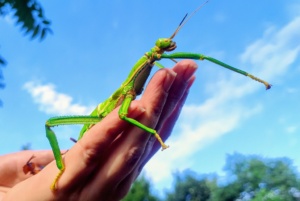 Das große Krabbeln im Zoo Leipzig - mit der Wandelnden Bohne auf Tuchfühlung gehen @ Zoo Leipzig