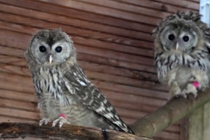 Die beiden im Zoo Leipzig geschlüpften Habichtskauz-Küken. Foto: Zoo Leipzig