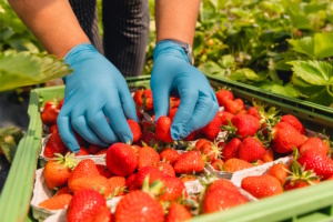 Schale mit frischen Erdbeeren, die ein Erntehelfer mit blauen Handschuhen anfasst.