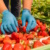 Schale mit frischen Erdbeeren, die ein Erntehelfer mit blauen Handschuhen anfasst.