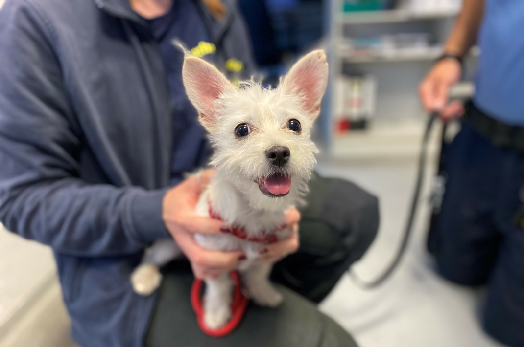 Hündin Bild der Hündin mit rotem Geschirr © Polizeidirektion Leipzig