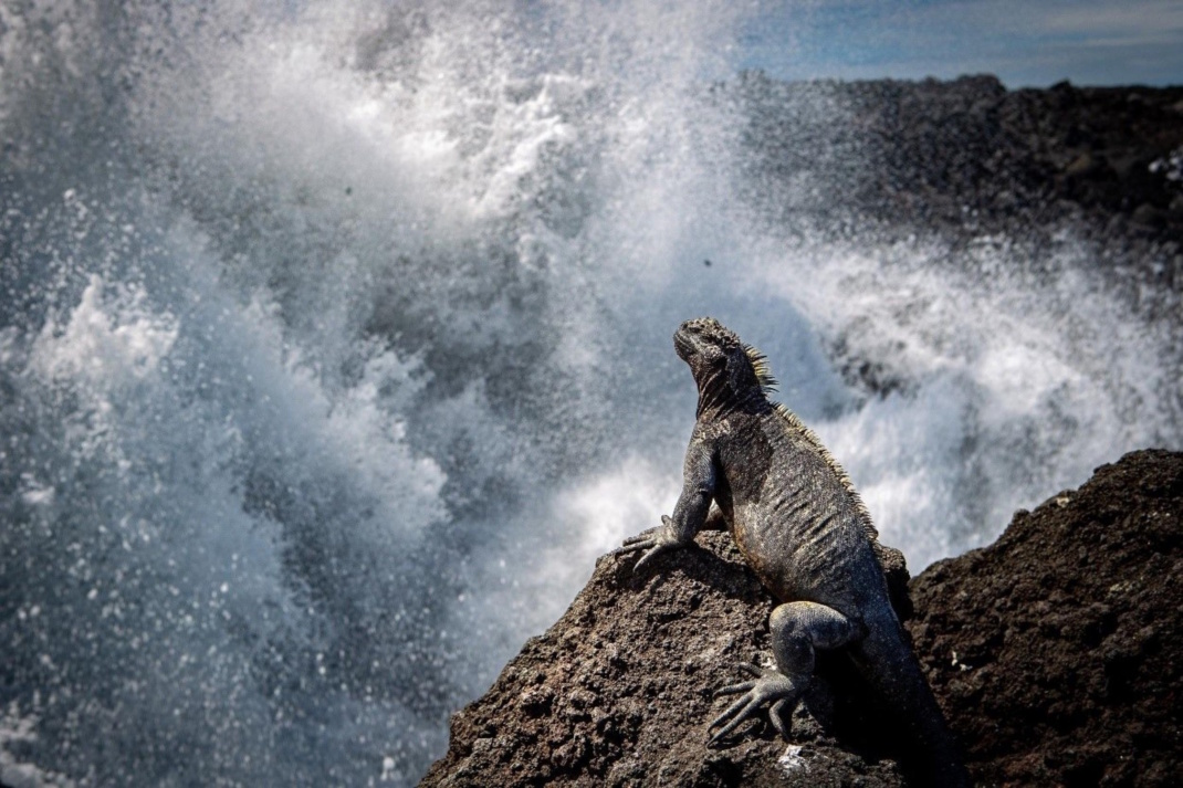 Eine Meerechse auf der Insel Fernandina. Foto: Dr. Amy MacLeod