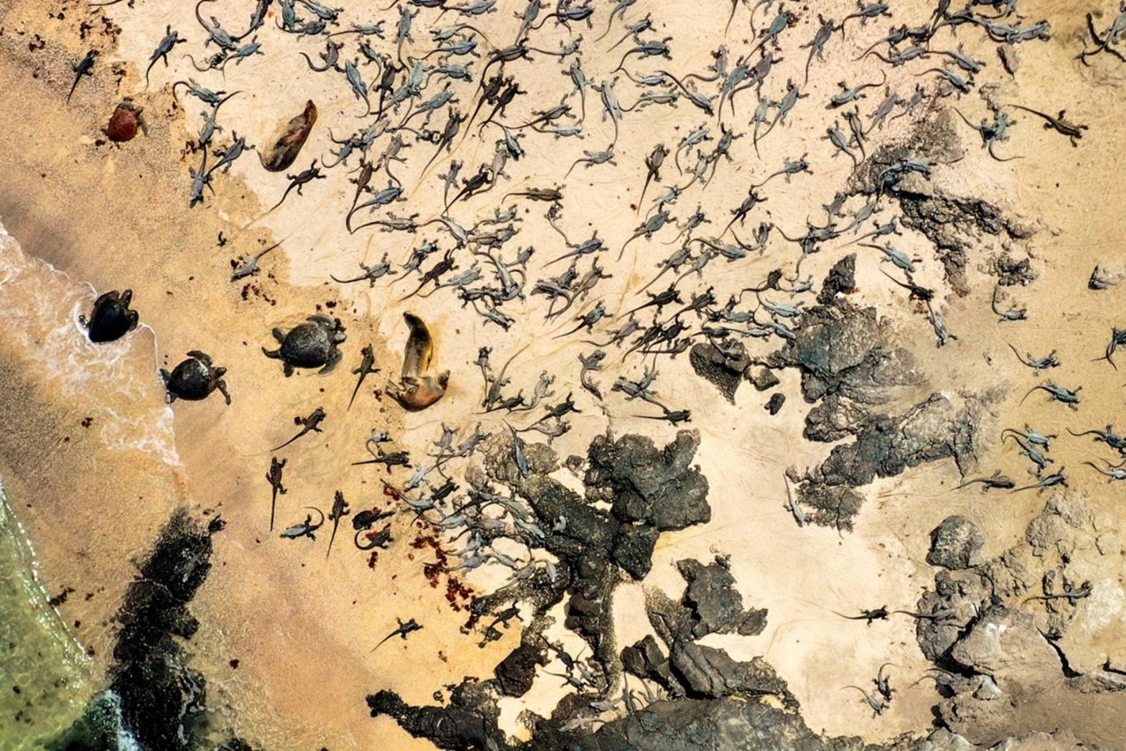 Das Drohnenbild zeigt eine Kolonie Meerechsen. Es wurde am Cabo Douglas auf der Insel Fernandina, Galapagos, im Rahmen des Projekts „Iguanas from Above“ aufgenommen. Foto: Iguanas from Above