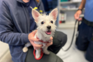 Person hält Hund fest, die auf ihrem Schoß sitzt.