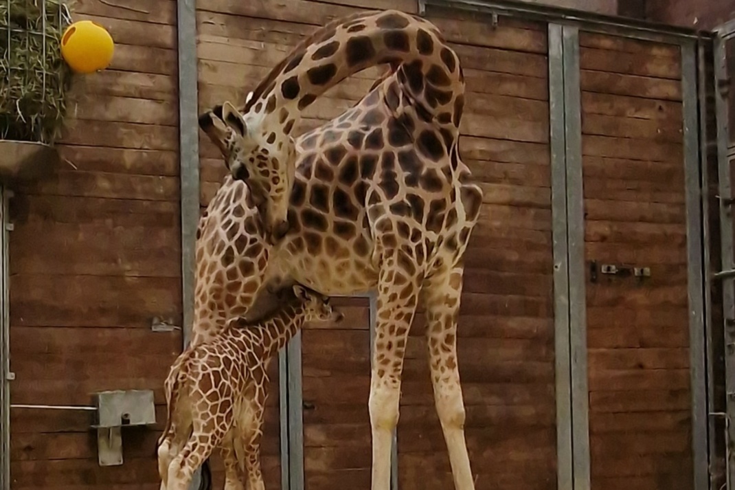 Tamikas mit Tochter unterm Bauch @ Zoo Leipzig