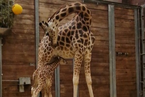 Tamikas mit Tochter unterm Bauch @ Zoo Leipzig