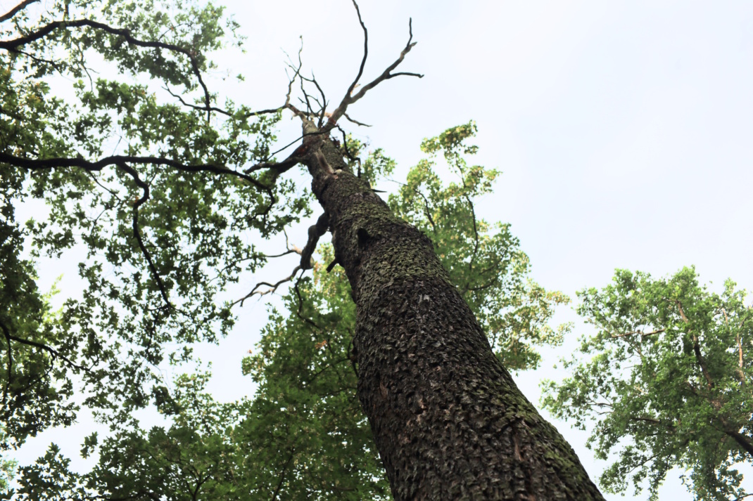 Abgestorbene Bäume bleiben als Biotopbaum im Wald. Foto: Ralf Julke