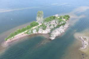 Die Kormorankolonie am Werbeliner See. Foto: Hensen/NSG Werbeliner See