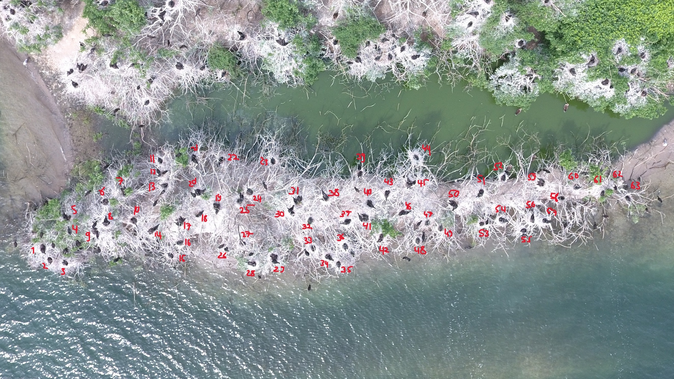 Kleine Schüttrippen im Hauptteil der Kolonie mit Auszählung. Allein hier sind 63 Nester zu finden. Foto: Hensen/NSG Werbeliner See