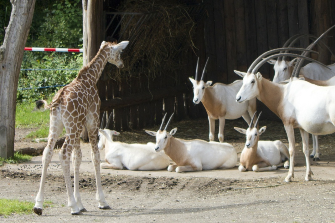 Tamikas Tochter lernt die Säbelantilopen kennen @ Zoo Leipzig