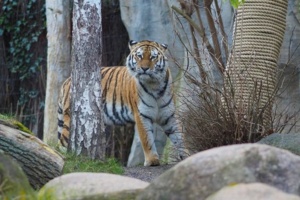 Amurtigerin Yushka @ Zoo Leipzig