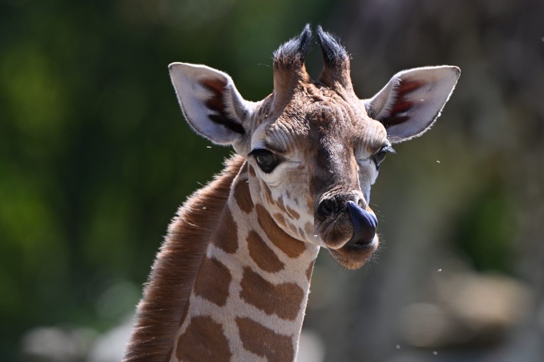 Giraffe im Porträt.