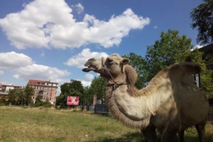 Auf dem Jahrtausendfeld. Foto: Susanne Otto