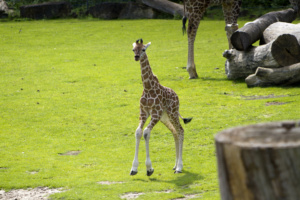Tamikas Tochter @ Zoo Leipzig