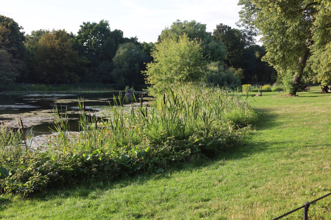 Der Parkteich im Arthur-Bretschneider-Park.
