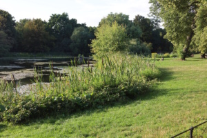 Der Parkteich im Arthur-Bretschneider-Park.
